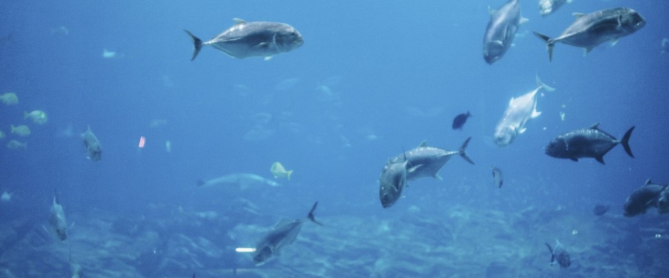 Get a Cool New View of San Francisco Bay at the Bay Area's Premier Aquarium